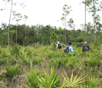 Torre Hammock, a pineland hammock