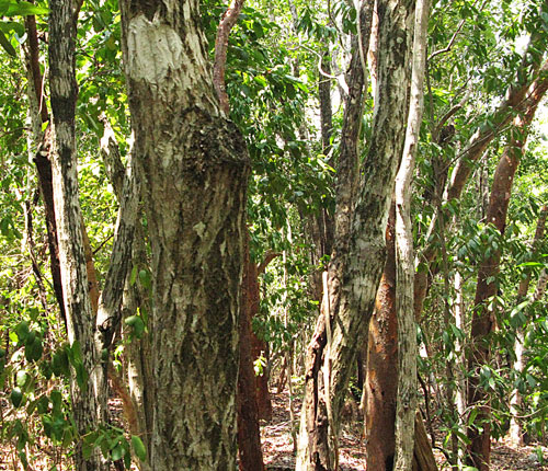 Key Largo Hammock Interior