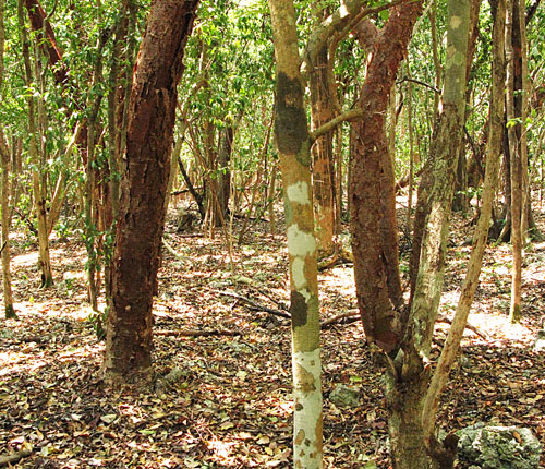 Key Largo Hammock Interior