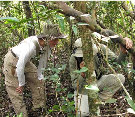 Viewing Lichens in Lott Hammock