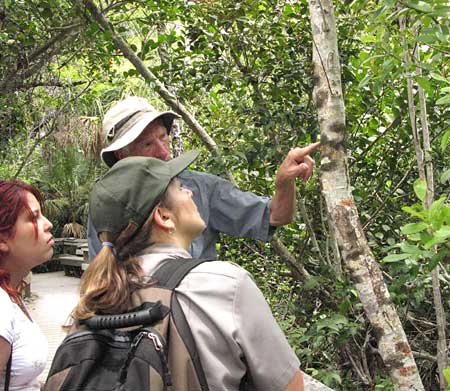 Viewing lichens in Mahogany Hammock.