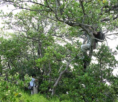 Rankin Key's mangrove edge