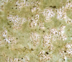 Fissurina pseudostromatica