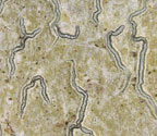 Graphis pyrrhocheiloides