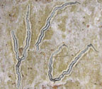 Graphis pyrrhocheiloides
