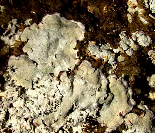 Herpothallon antillarum