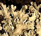 Heterodermia leucomela