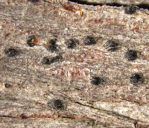 Julella taxodii
