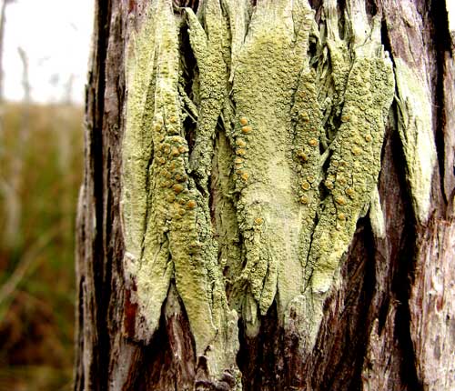 Lecanora achroides