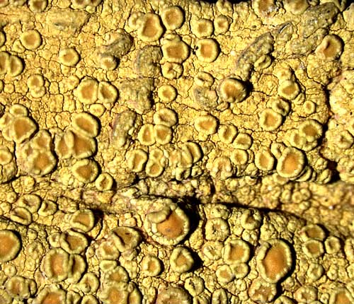 Lecanora achroides