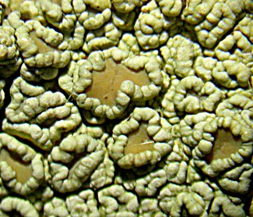 Lecanora achroides