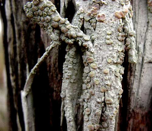 Lecanora caesiorubella