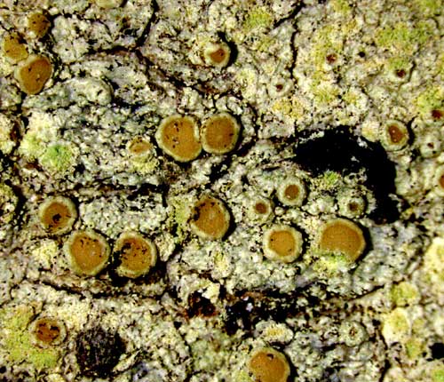 Lecanora floridula