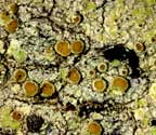 Lecanora floridula