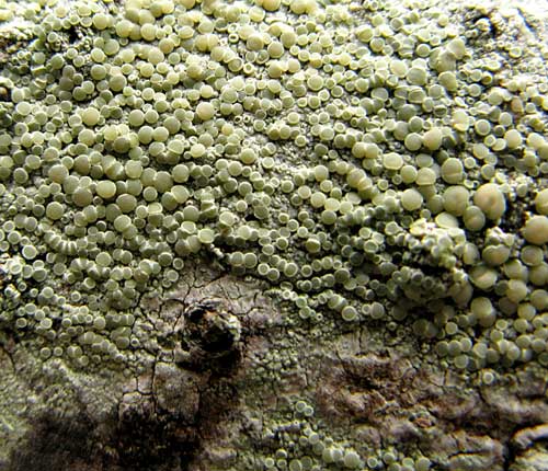 Lecanora leprosa