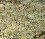 Lecanora leprosa