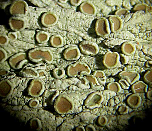 Lecanora louisianae