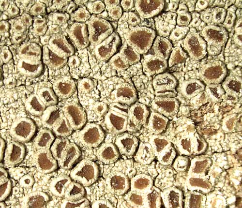 Lecanora pseudargentata