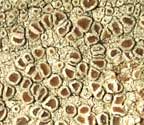 Lecanora pseudargentata