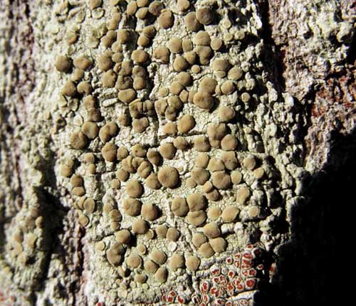 Lecanora strobilina