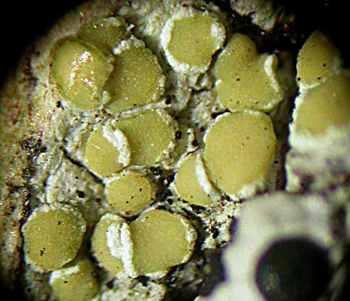 Lecanora strobilina