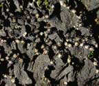 Leptogium marginellum
