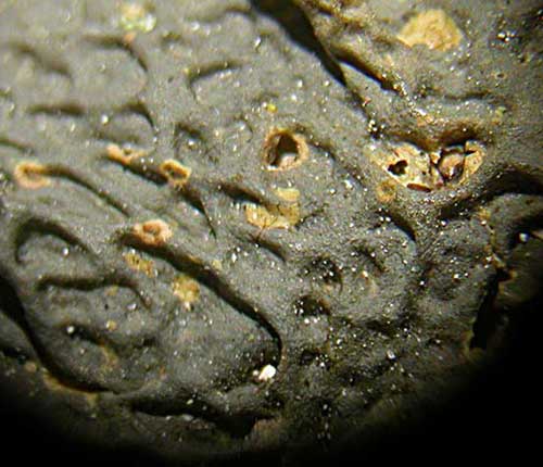 Leptogium microstictum