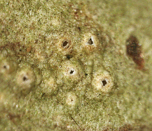 Leucodecton phaeosporum