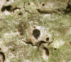 Lithothelium illotum