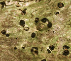 Lithothelium illotum