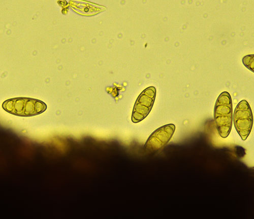 Lithothelium illotum ascospores 