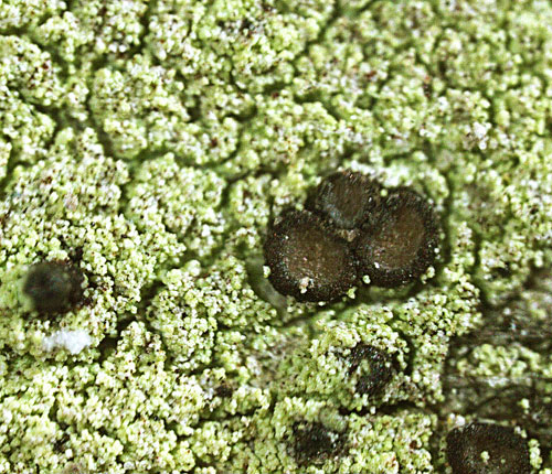 Malmidea fuscella
