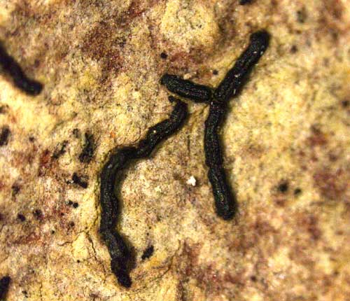 Melaspilea constrictella