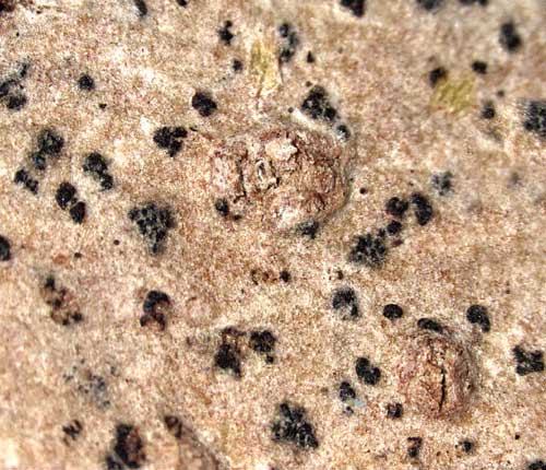 Mycoporum eschweileri