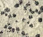 Mycoporum sparsellum