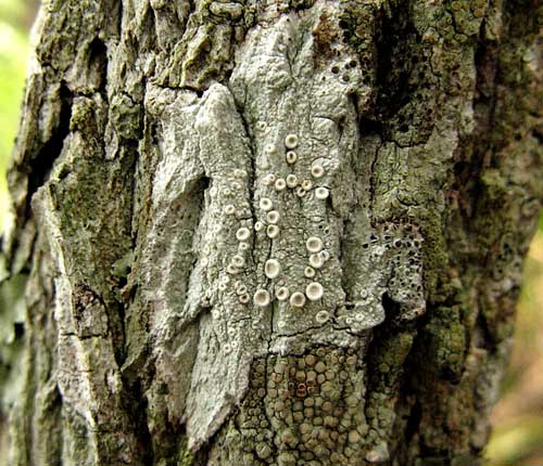 Ochrolechia africana