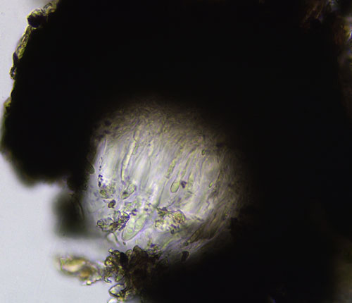 Opegrapha agelaea thin section