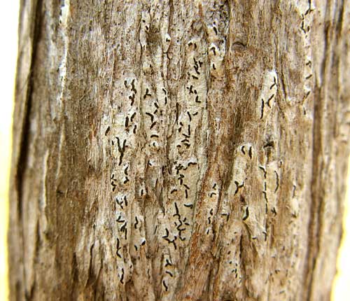 Opegrapha candida
