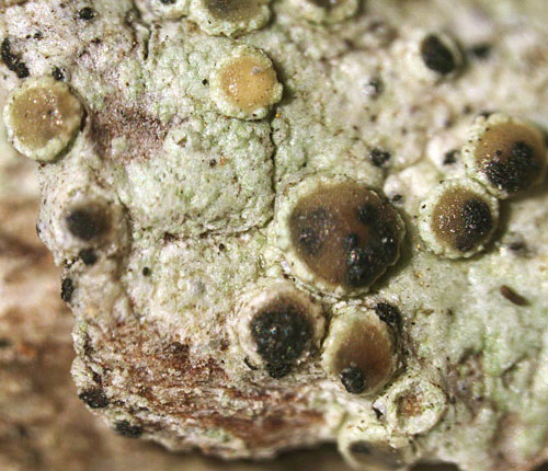 Opegrapha lamyi on Lecanora leprosa