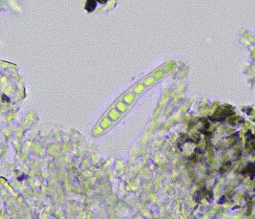 Opegrapha protocetrarica spore