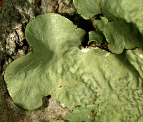 Parmotrema praesorediosum