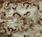 Phaeographis haematites