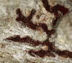 Phaeographis haematites