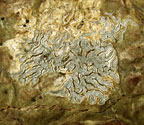Phaeographis intricans