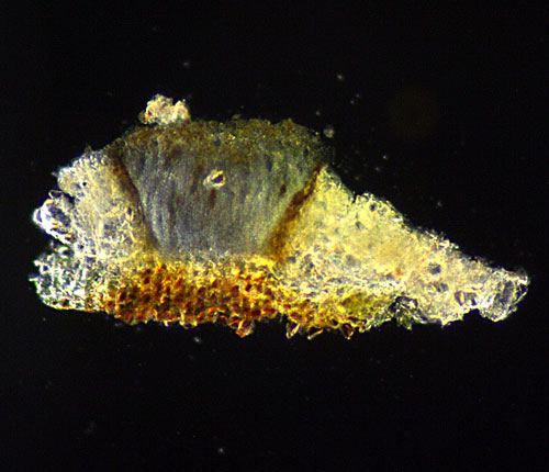 Phaeographis quadrifera