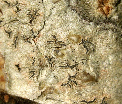 Phaeographis subfulgurata