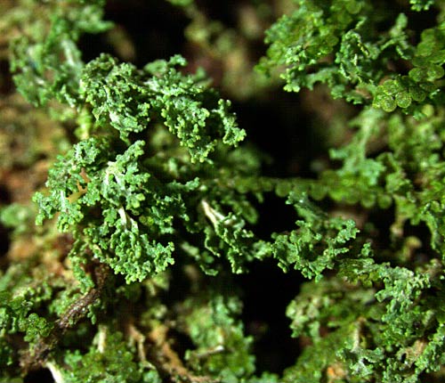 Phyllopsora lacerata