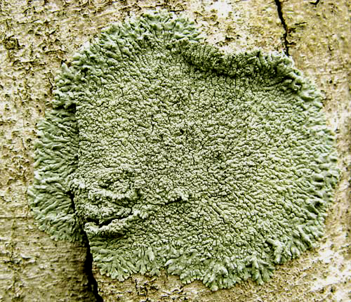 Physcia neogaea