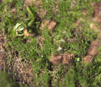 Psoroglaena costaricensis