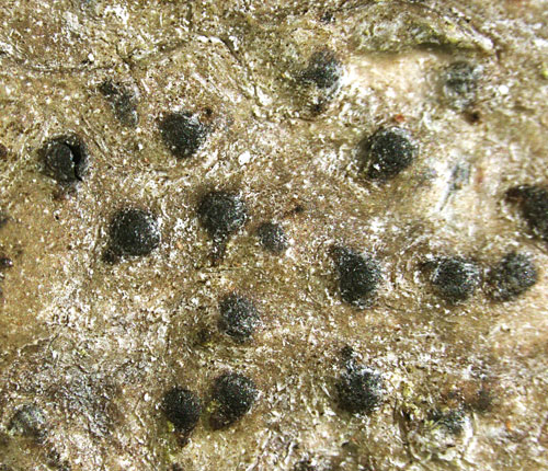 Pyrenula adacta